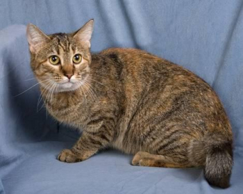 Domestic Short Hair - Cat - Medium - Adult - Female - Cat for sale in Duncanville, Illinois