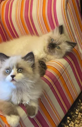 هملايا ذكر وانثى عمر شهرين للبيع