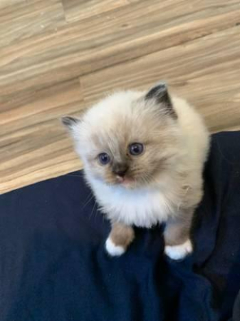 trgfdfgik Ragdoll kittens