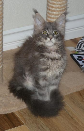 Maine coon kittens