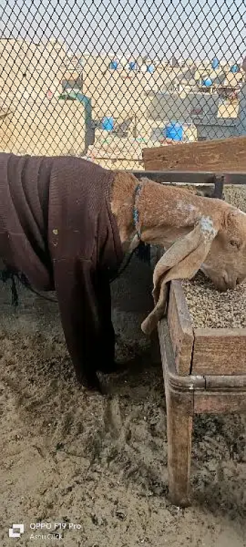 betal and makhi cheena females pat