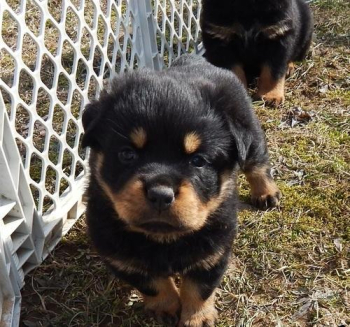 chilly German rottweiler puppies for good homes