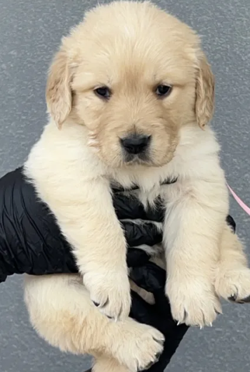 للبيع جراء جولدن ريتريفر بيور