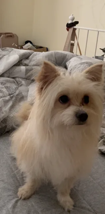 كلب للبيع مدرب