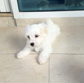 مالتيز malties