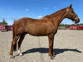 Beobou 'Bob'Horse for sale