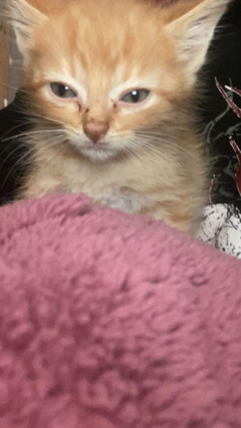 2 kittens that need rehoming asap