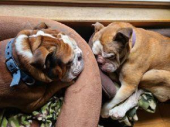 WELLHAVEN PET HEALTH