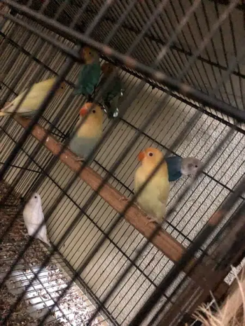 some lovebird’s chicks available for sale