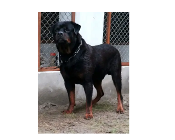 Rottweiler Pedigree pair for sale/dog for sale/Pair for sale