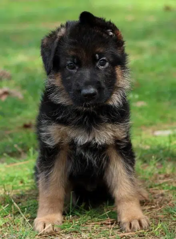 German Shepherd puppy
