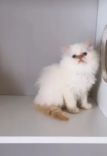 قطط هيمالايا بيور