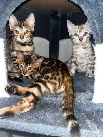 Bengal Kitten For Adoption