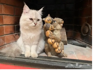 حيوانات للبيع في الرياض السعودية