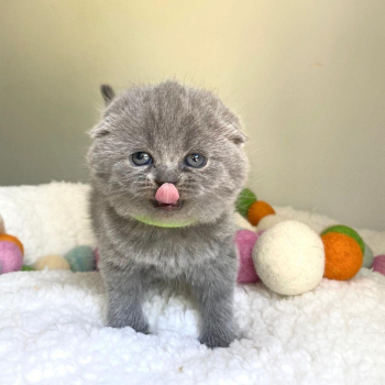 DEWE Scottish Fold Kittens