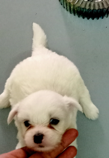 أجمل جراوى جريفون عمرهم 35 يوم