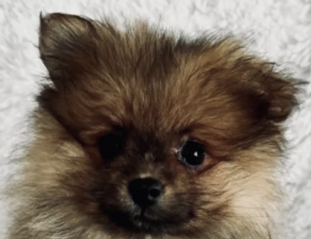 بوميرانيان للبيع