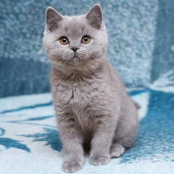 British Shorthair cats for sale in Bangalore at the best price - Breed n Breeder