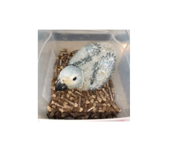 grey parrot