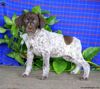 KC Registered German Short Haired Pointers
