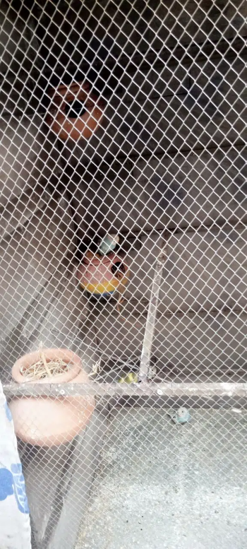 Big steel cage for sale