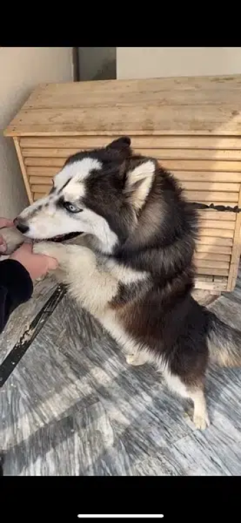 Husky Male available for stud