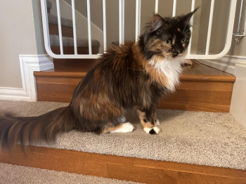 Two Pure Bred Maincoons