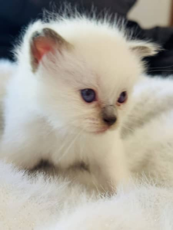 Purebred ragdoll kittens