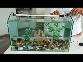  Fishes