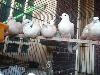 Khumray 14 Pieces Breeder