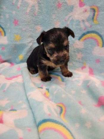 Yorkshire terrier Deacon