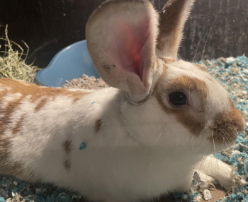 Rabbit dude needs a good home immediately