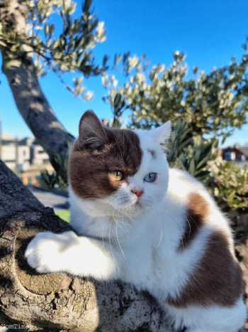 Beautiful Affectionate British Shorthair Kittens for Sale