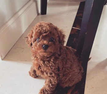 متوفر جرو بودل ذكر وأنثى