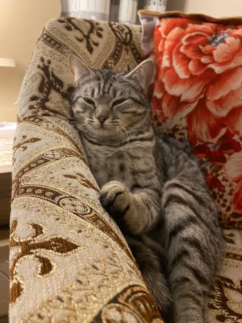 حيوانات للبيع في العين الإمارات