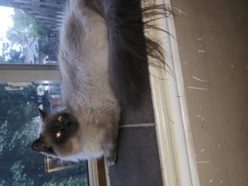 Male fixed male rag doll a year and halfhalf