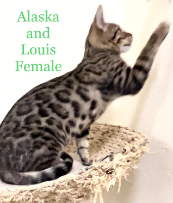 Bengal Breeders Available!