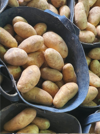 بطاطس سبونتا