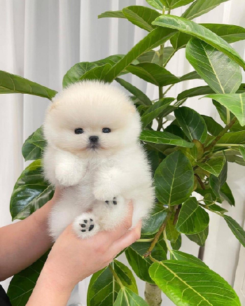 Pomeranian puppy