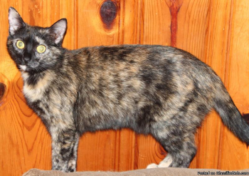 Female Cat born March of 2012.