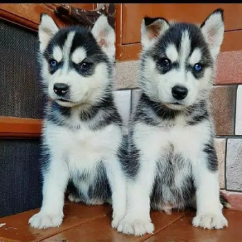 Siberian Husky Puppies