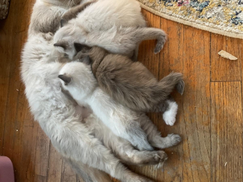 Ragdoll kittens