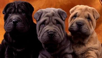 Shar Pei Puppies For Sale | Pottyregisteredpuppies.com