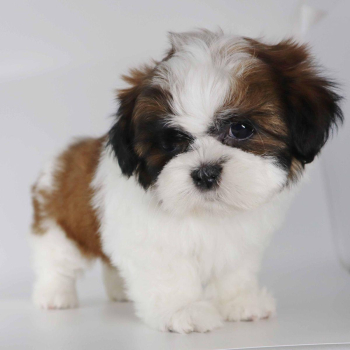 Amazing healthy um Shih tzu puppies