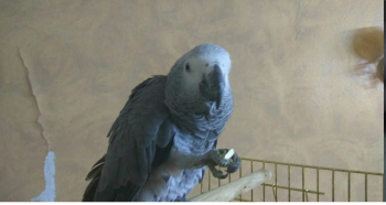 Ù…ØªØ§Ø­ Ù„Ù„Ø¨ÙŠØ¹ Ù†ØªØ§ÙŠØ© Ø¨Ø¨ØºØ§Ø¡ Ø²Ù†Ø¬Ø¨Ø§Ø±Ù‰ ØªÙØ±ÙŠØ® Ù…ØµØ±Ù‰. Ù…ØªÙƒÙ„Ù…Ù‡ ÙˆØ§Ù„ÙŠÙÙ‡ Ø¬Ø¯Ø¢ Ø¯Ø¨Ù„Ù‡ Ù…ØºÙ„Ù‚Ù‡ Ø¨Ù‡Ø§ ØªÙØ±Ù‡ Ø±Ù