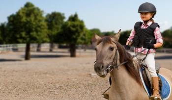 Horse Riding Classes Bangalore | Zippy