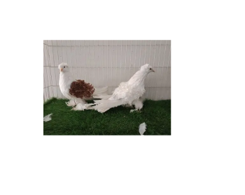 Frilback Breeder Pigeon Pair Available Fancy Kabotar