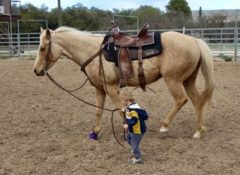 Ember; Palomino Mare