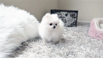 حيوانات للبيع في جدة السعودية