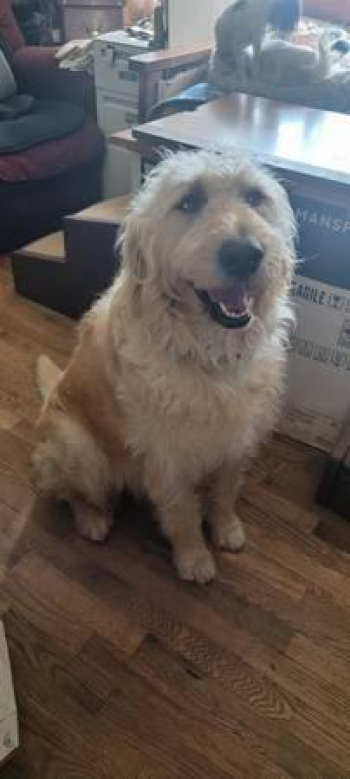 Female Labradoodle